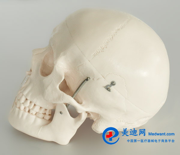 益聯  全身散骨模型  自然大  YLM/A11103