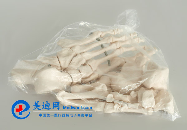 益聯  全身散骨模型  自然大  YLM/A11103